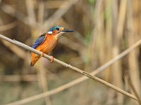 Malachite kingfisher. © Peter Grobben