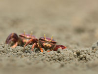 West African Fiddler Crab. Wenkkrabben zie je overal op het slik van de mangrove bossen. © Peter Grobben