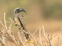 Mannetje African grey hornbill. © Peter Grobben