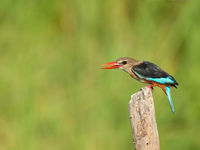 Gray-headed kingfisher. © Peter Grobben