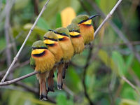 Little Bee-eater. Soms zitten ze lekker bij elkaar. Waarschijnlijk een groep grote jongen. © Peter Grobben