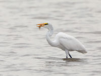 Great egret. © Peter Grobben