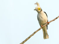 White helmetshrike, de gids weet wel een geluidje waar ze op af komen.© Peter Grobben