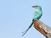 Abyssinian roller, een heel algemene soort in Gambia. © Peter Grobben