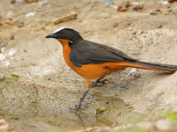 White-crowned Chat bij de fotohut in het Marakissa river kamp. © Peter Grobben