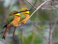 Little Bee-eater. Heel algemeen maar lastig om op de foto te zetten. © Peter Grobben