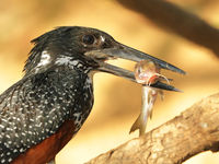 Giant kingfisher met een kleine meerval. Vanuit de kano fotograferen heb je mooie lage standpunten. © Peter Grobben