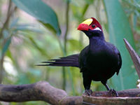 Violet turaco op de drinkbak in de tuin. © Peter Grobben