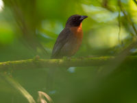 Le Black-cheeked Ant-tanager est aussi endémique du pays. © Billy Herman