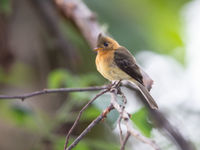 Le nombre d'espèces différentes de flycatchers est hallucinante ! © Billy Herman