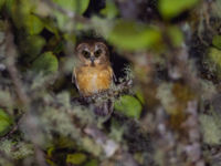 La rare et prisée Unspotted Saw-whet Owl. © Billy Herman