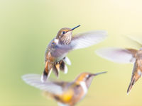 Les mangeoires à colibris sont un véritable régal pour les yeux et les appareils photos © Billy Herman