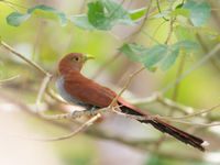 Le Squirrel Cuckoo porte bien son nom... Vous comprendrez pourquoi ! © Billy Herman