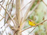 Une merveilleuse Rufous-capped Warbler émerge de la végétation © Billy Herman