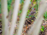 Son cousin le Cabani's Ground-Sparrow est lui endémique du pays.© Billy Herman