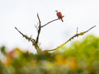 Three-wattled Bellbird chantant depuis son perchoir. © Billy Herman