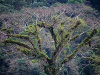 Une véritable forêt vierge s'étend à nos pieds. © Billy Herman