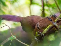 Le Rufous-vented Ground-Cuckoo est peut-être l'oiseau le plus rare du Costa Rica. Il faut une bonne dose de chance pour en croiser un !© Billy Herman