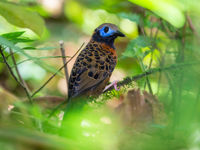 L'Ocellated Antbird est l'un des oiseaux les plus difficiles à observer de cette famille. © Billy Herman