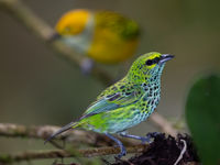 Le Speckled Tanager est un oiseaux aux couleurs et aux motifs uniques ! © Billy Herman