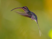 Long-billed Hermit en vol stationnaire. © Billy Herman