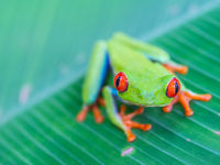 La mythique Red-eyed Tree-Frog lors d'une promenade nocturne ! © Billy Herman