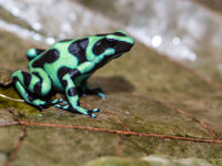 Admirez les couleurs de cette grenouille ! © Billy Herman