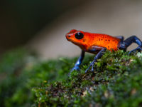 De nombreuses grenouilles venimeuses peuplent les forêts tropicales © Billy Herman