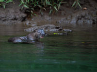 Une loutre cherche de la nourriture au crépuscule. © Billy Herman