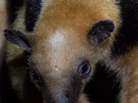 Avec un peu de chance, nous croiserons un Tamandua ! © Billy Herman