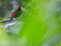 De nombreuses espèces de tanagers tournent autour des mangeoires et des villages. © Billy Herman