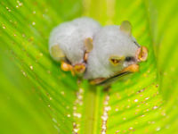 Ces petites chauves-souris s'observent typiquement dans les feuilles de bananiers. © Billy Herman