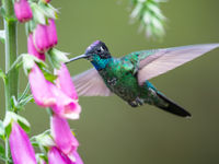 Photographier les colibris en vol est tout un travail ! © Billy Herman