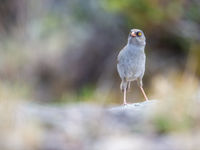 Volcano Junco intrigué par le 'clic' de l'appareil photo. © Billy Herman