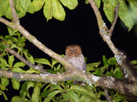 Quelques espèces de rapaces nocturnes sont aussi cantonnées aux forêts d'altitude... © Billy Herman