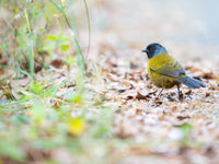 Le Large-footed Finch ne s'observe en général qu'à plus de 2000m d'altitude. © Billy Herman