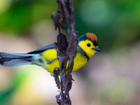 Collared Redstart observée dans les forêts de montagnes. © Billy Herman