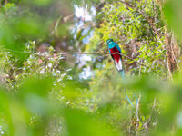 Notre première rencontre avec le Resplendent Quetzal est un moment fort du voyage. © Billy Herman