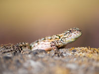 De nombreux reptiles peuvent aussi s'observer au Costa Rica. © Billy Herman