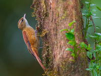 Le Ruddy Treerunner est discret, mais souvent bavard. © Billy Herman