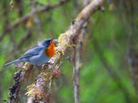 La Flame-throated Warbler peuple les forêts d'altitude. © Billy Herman