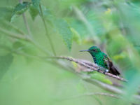 Plus de 50 espèces de colibris peuvent croiser notre chemin. © Billy Herman