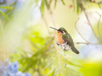 Les femelles de Mountain-gem ne se distinguent que par la zone géographique où elles sont observées. © Billy Herman