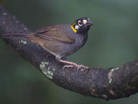 Le White-eared Ground-Sparrow ne se trouve que de manière très localisée au Costa Rica. © Billy Herman