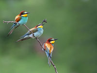 Bijeneters © Emil Enchev / STARLING reizen