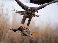 © Bence Maté / voyages STARLING