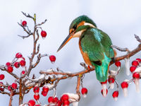 © Bence Maté / voyages STARLING