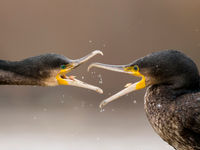 © Bence Maté / voyages STARLING