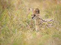 Jagende serval! © Alexander Brackx