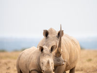 White rhino. © Alexander Brackx